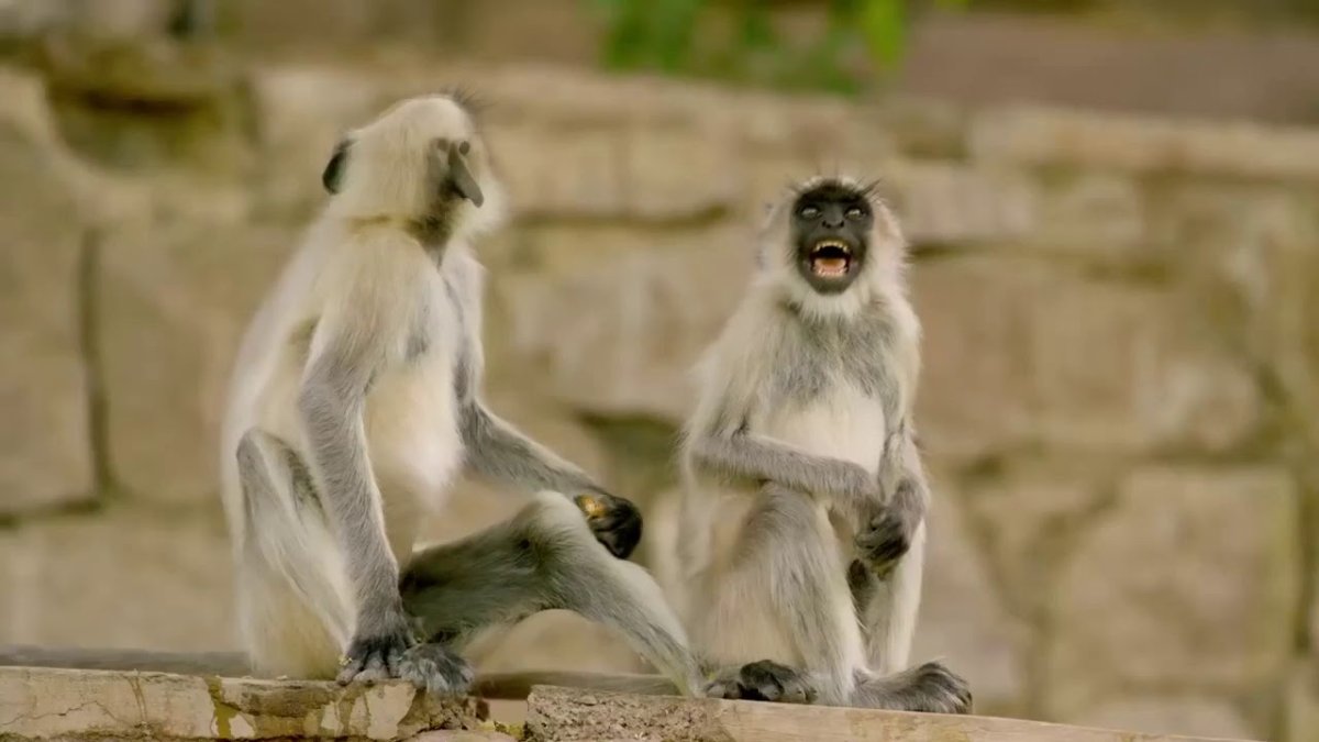 Обезьяна ржет