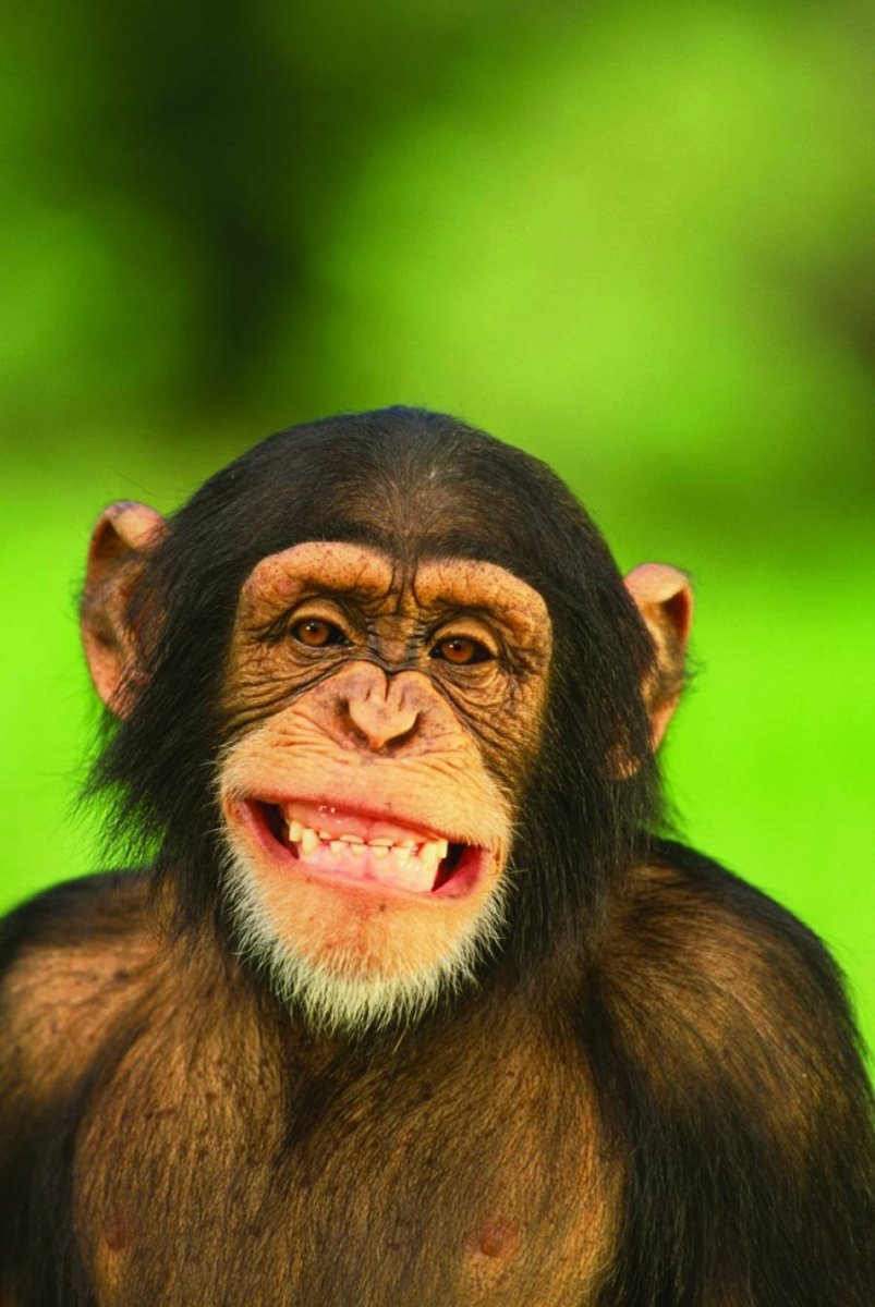 Обезьяна юмор