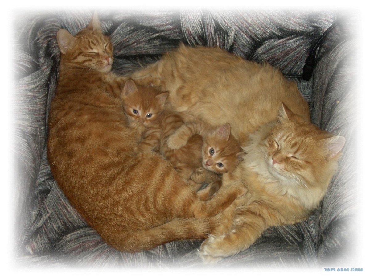 Мама кошка и котенок