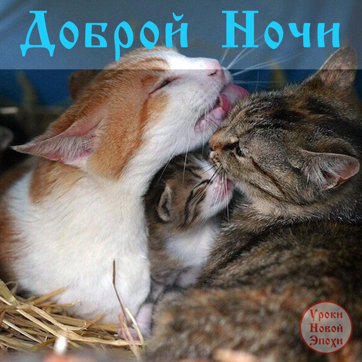 Кот и котенок