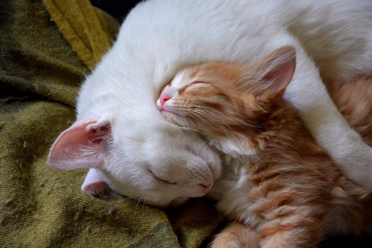 Кошка с котятами