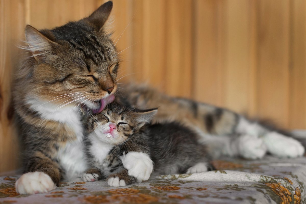 Котики обнимаются