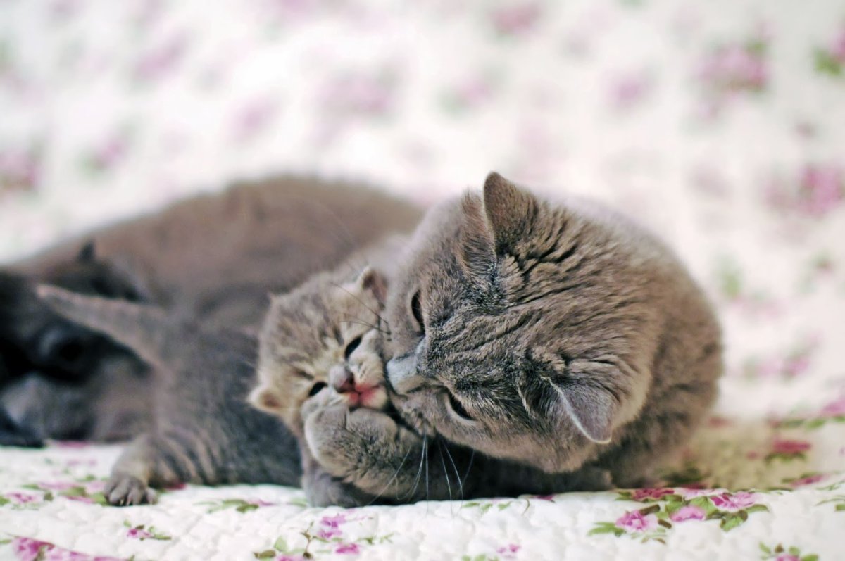 Кошки любовь