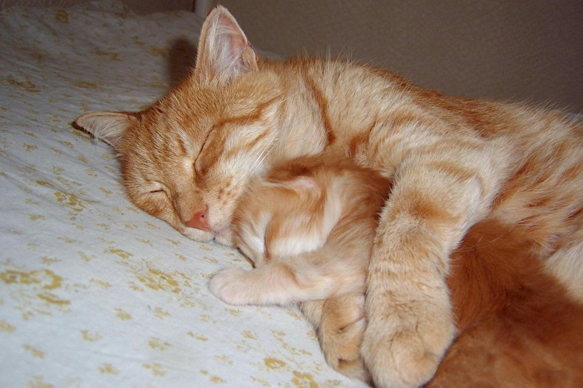 Забота о котенке