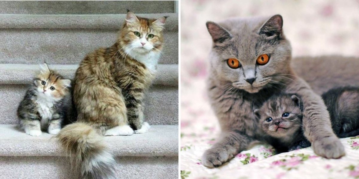 Котята и их родители