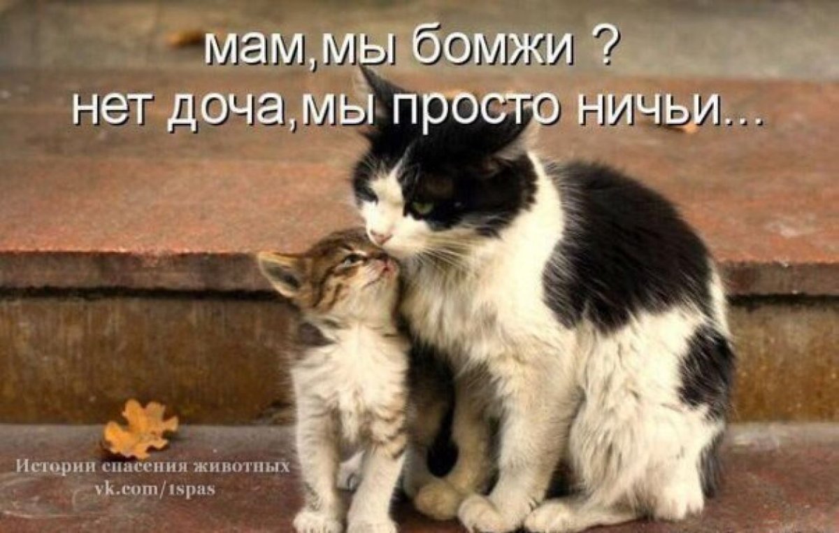Котята британцы с мамой