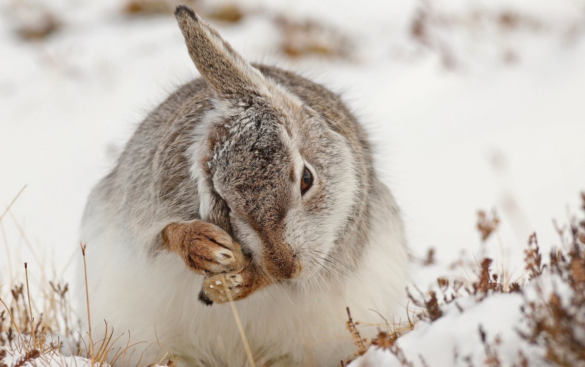 Североамериканский кролик Зануда