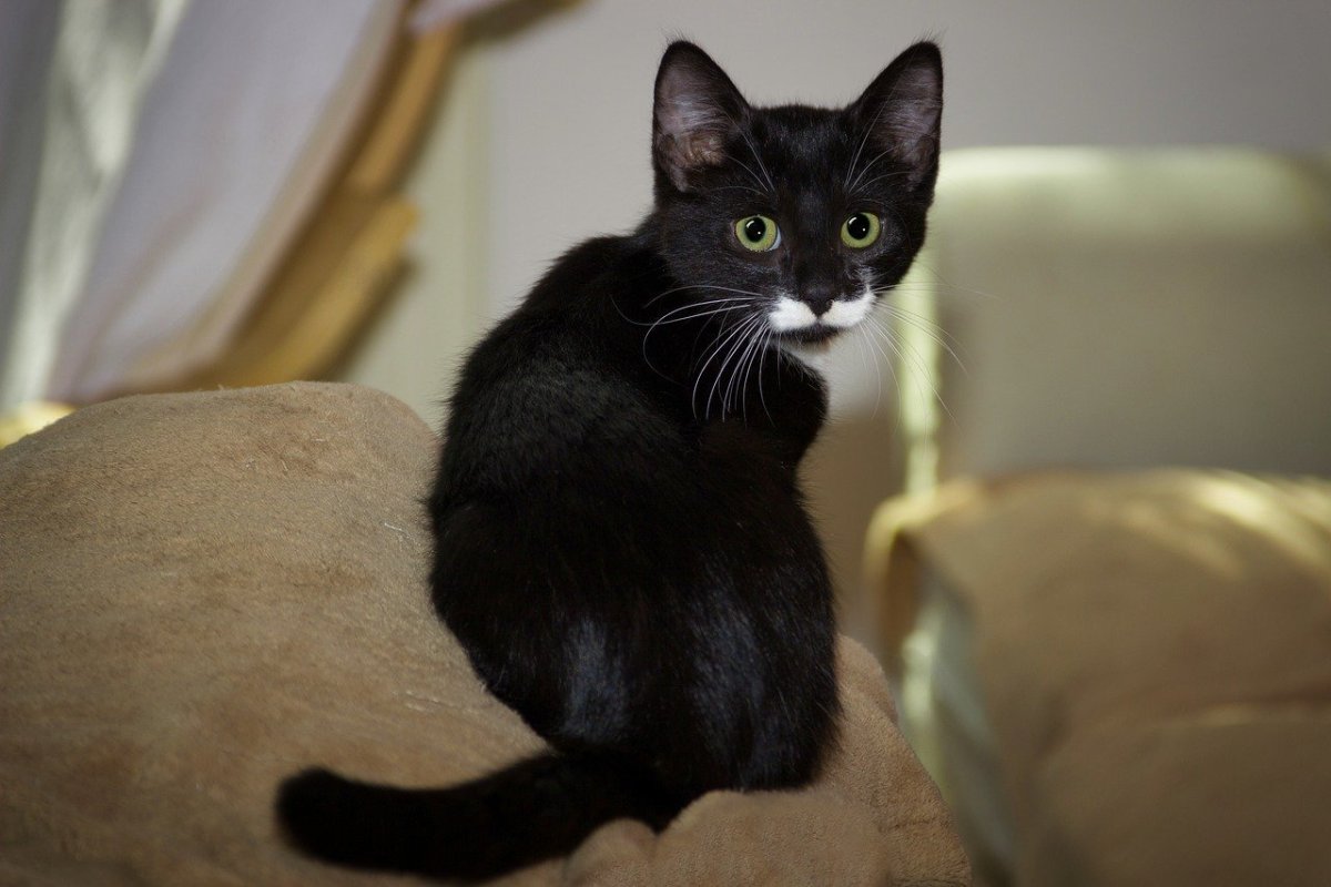 Белый кот с черными пятнами