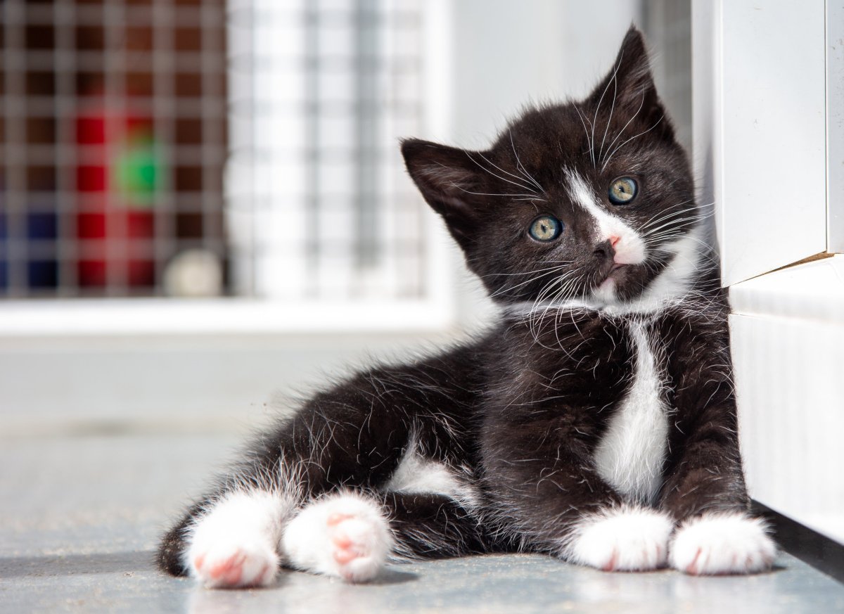 Котенок черно-белый