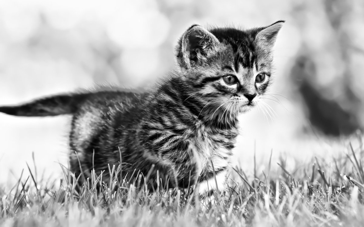 Черно белая кошка