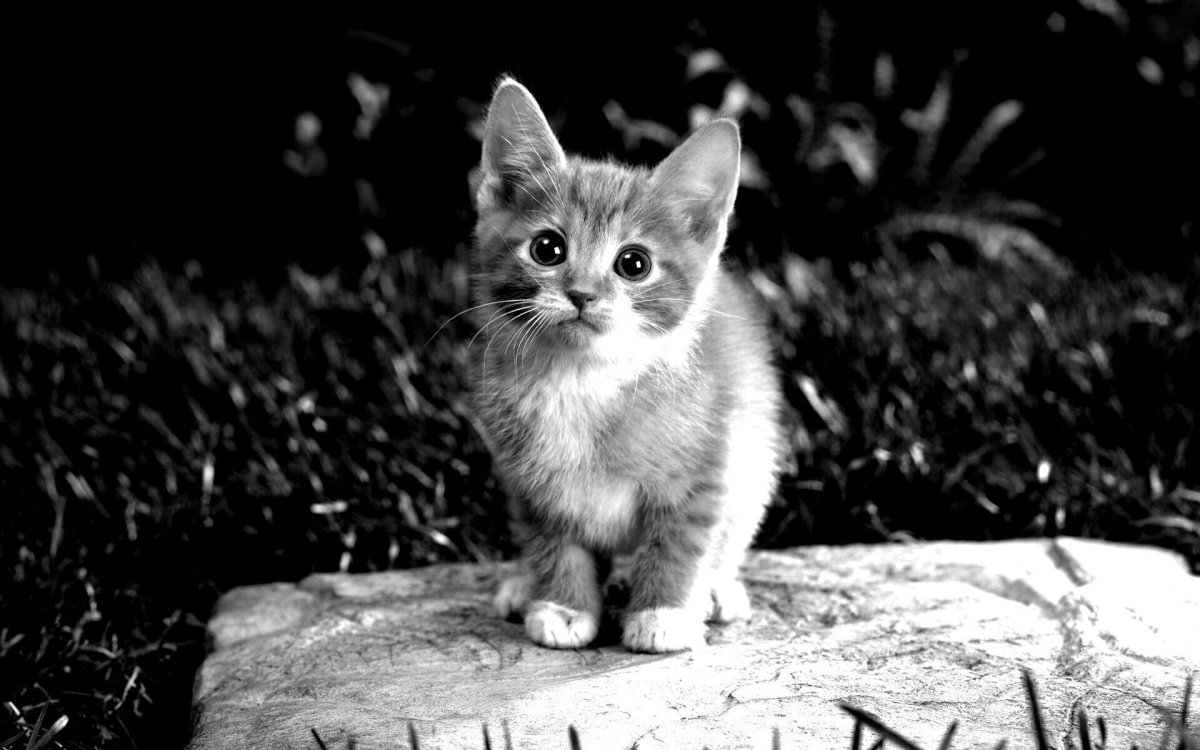 Милые котики