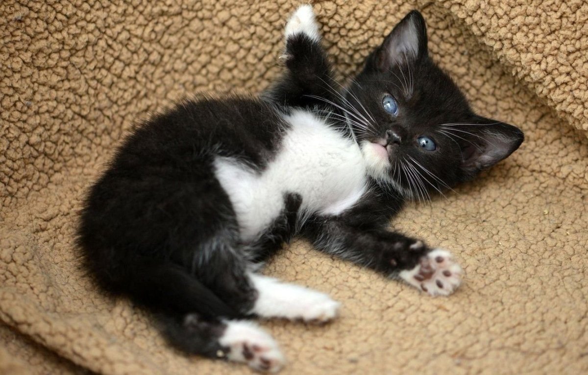 Котенок черно-белый