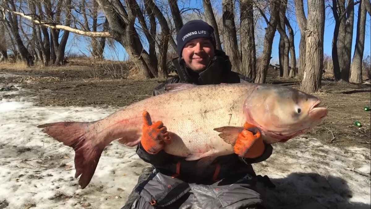 Рыбы обитающие в Иртыше