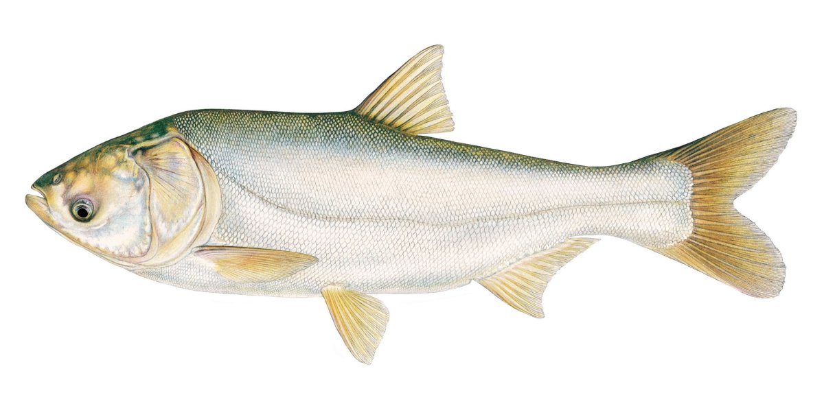 Толстолобик рыба