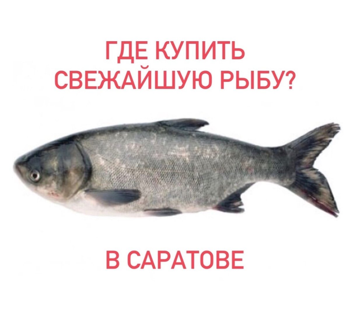 Белый толстолобик