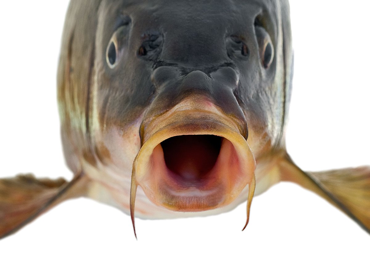 Aristichthys Nobilis