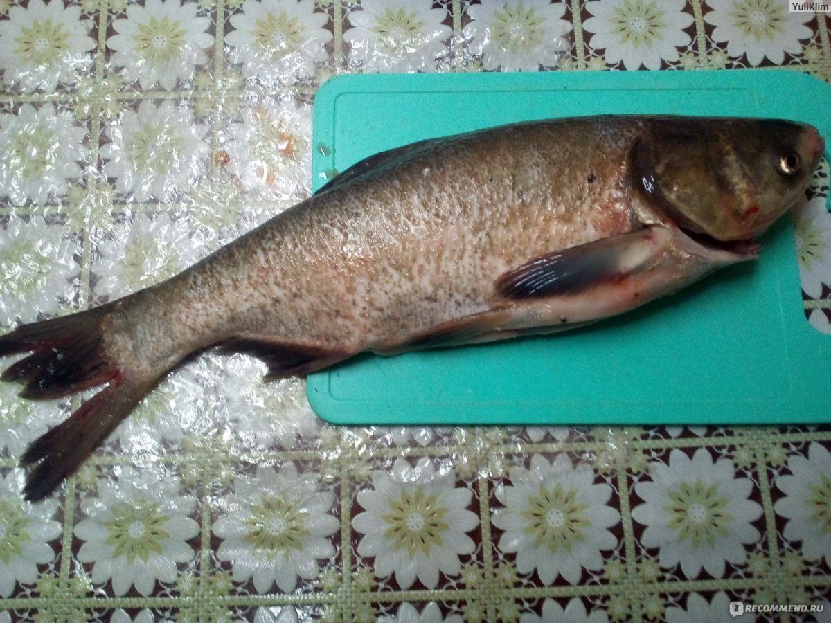 Толстолобик Hypophthalmichthys molitrix