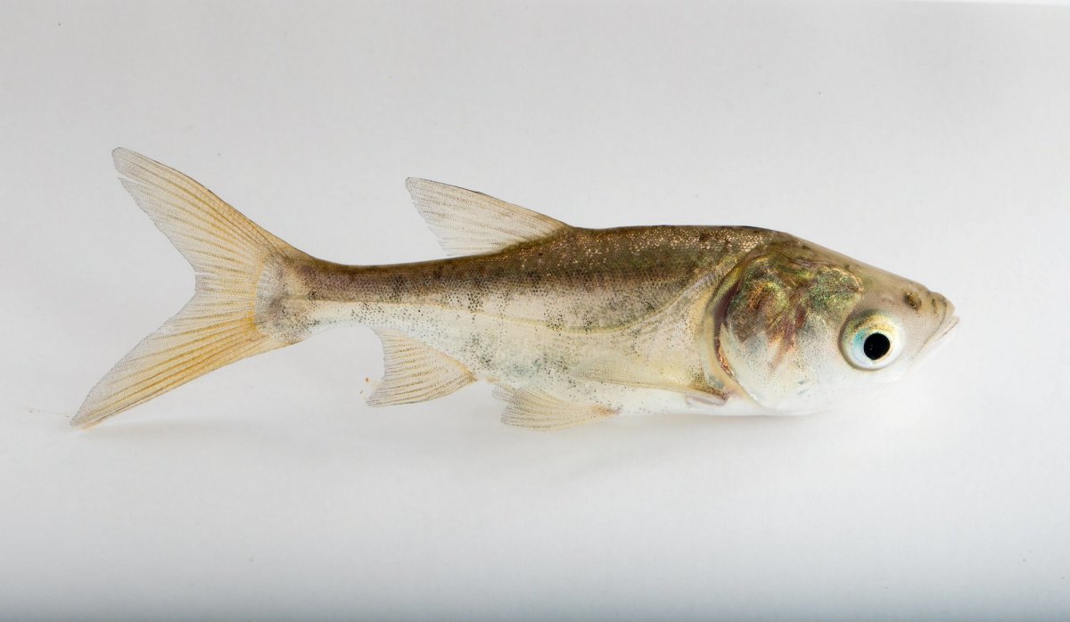 Толстолобик рыба