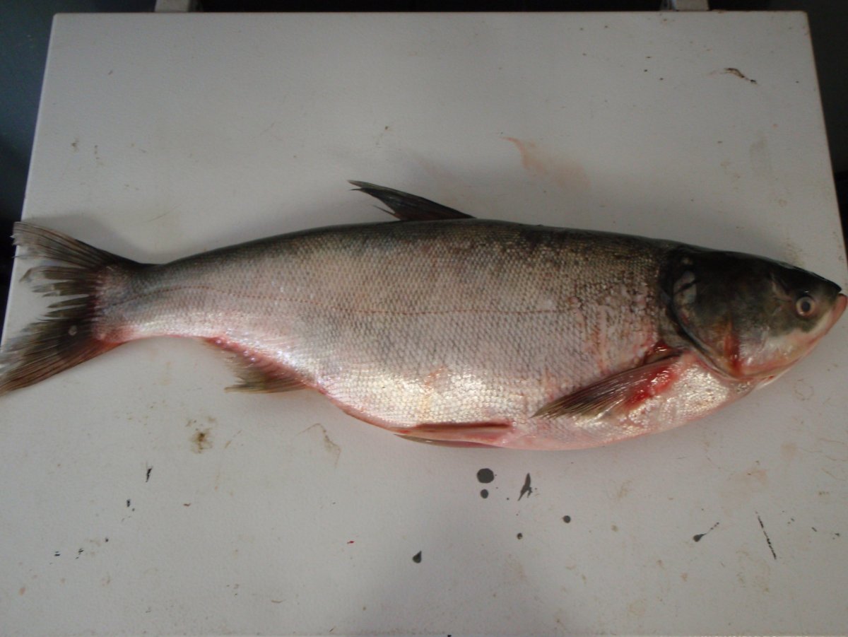 Hypophthalmichthys molitrix