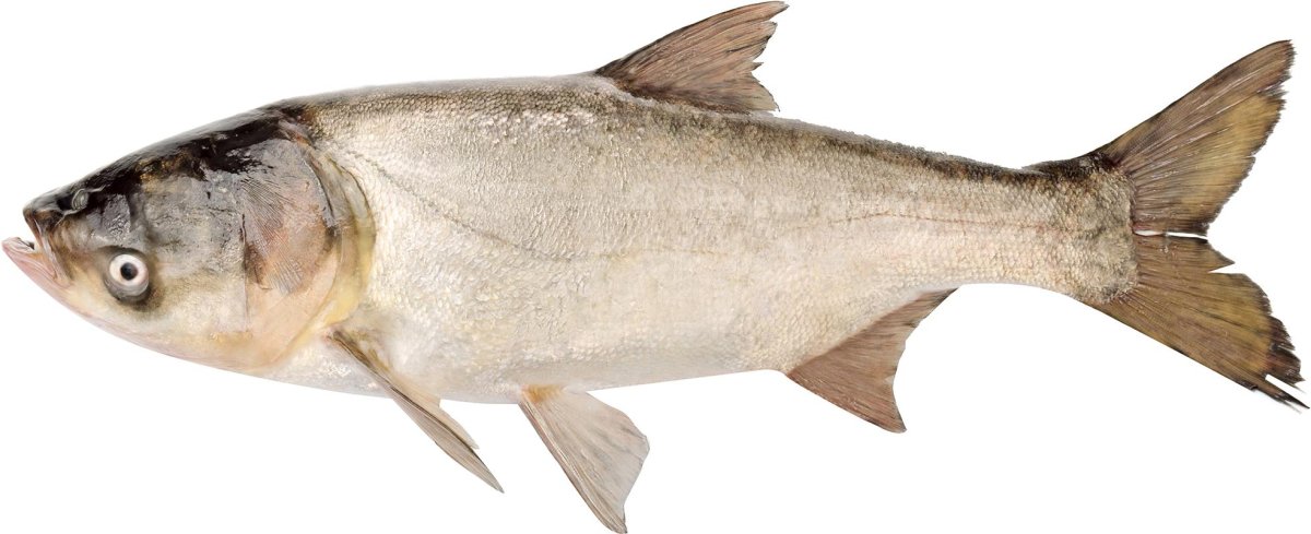 Толстолобик с/м н/р