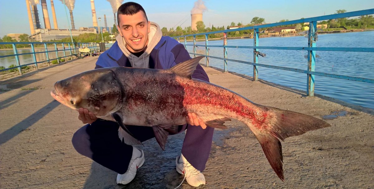 Черный толстолобик