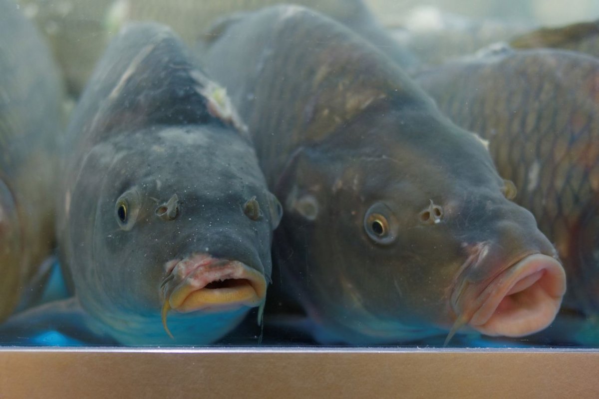 Горбуша рыба Живая