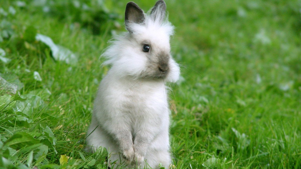 Маленькие кролики