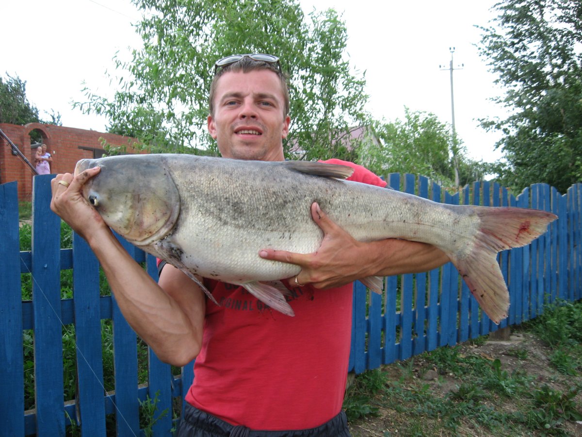 Толстолоб,азиатский Карп