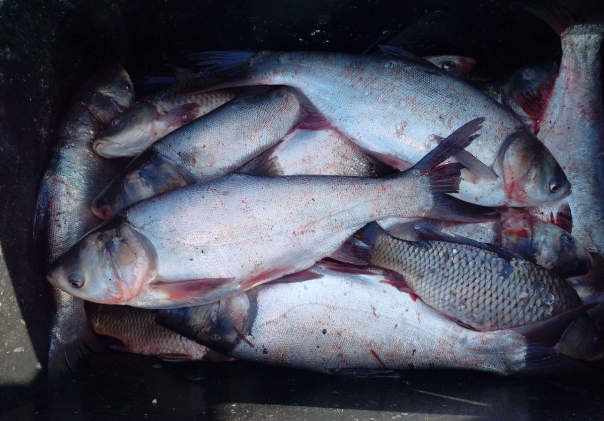 Пестрый толстолобик фото