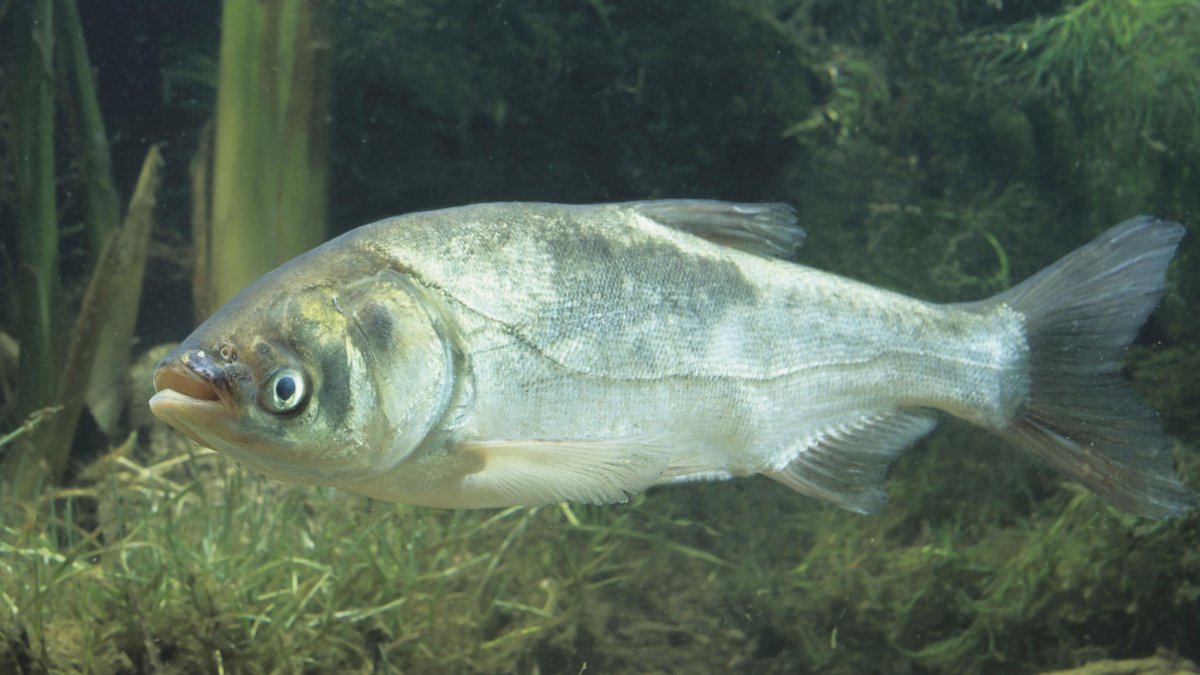 Рыба семейства толстолобика