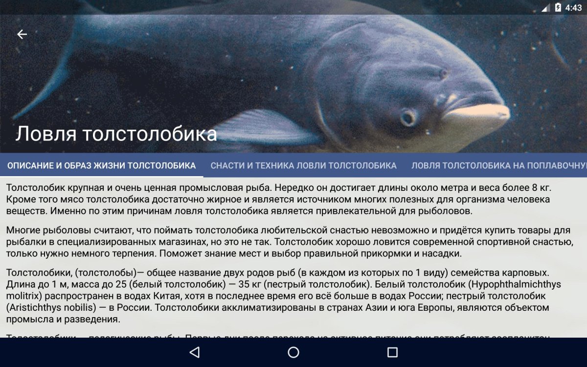 Самый большой толстолобик