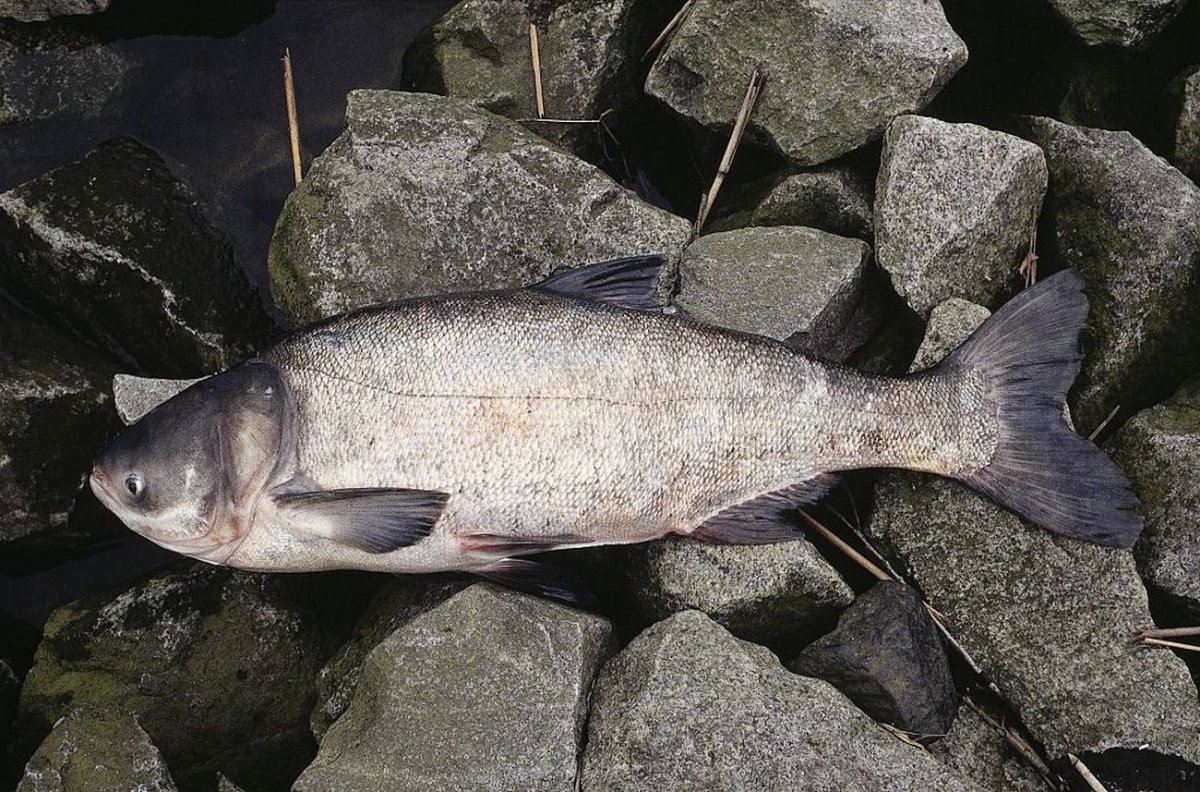 Белый и пестрый толстолобики