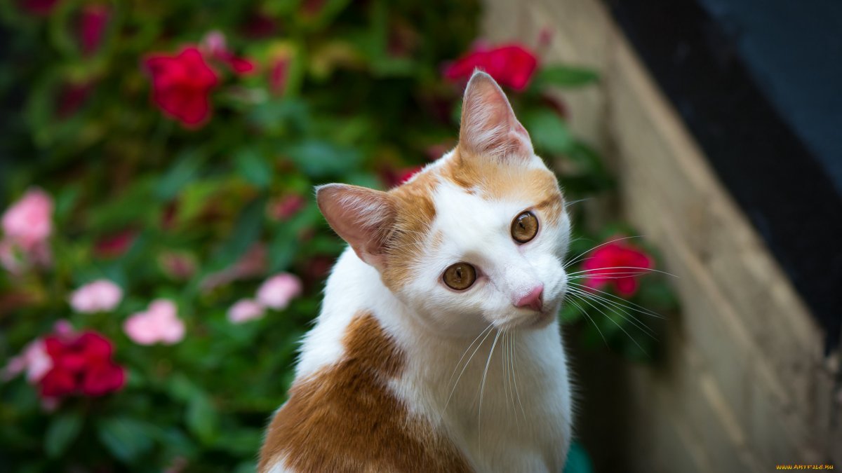 Испанская кошка