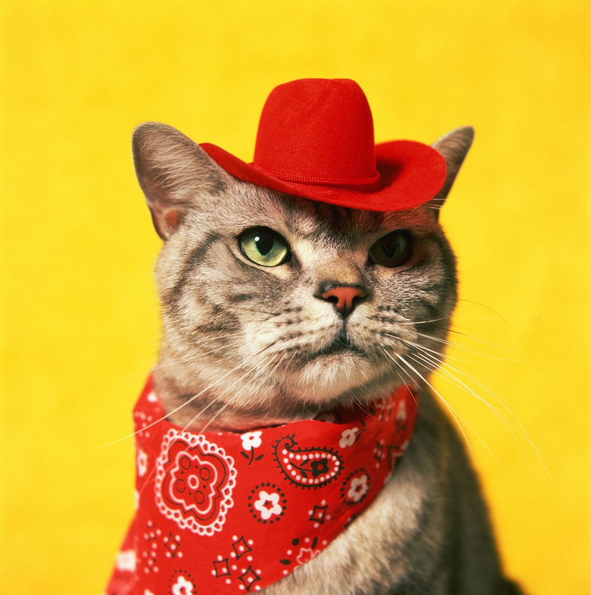 Кот в бандане