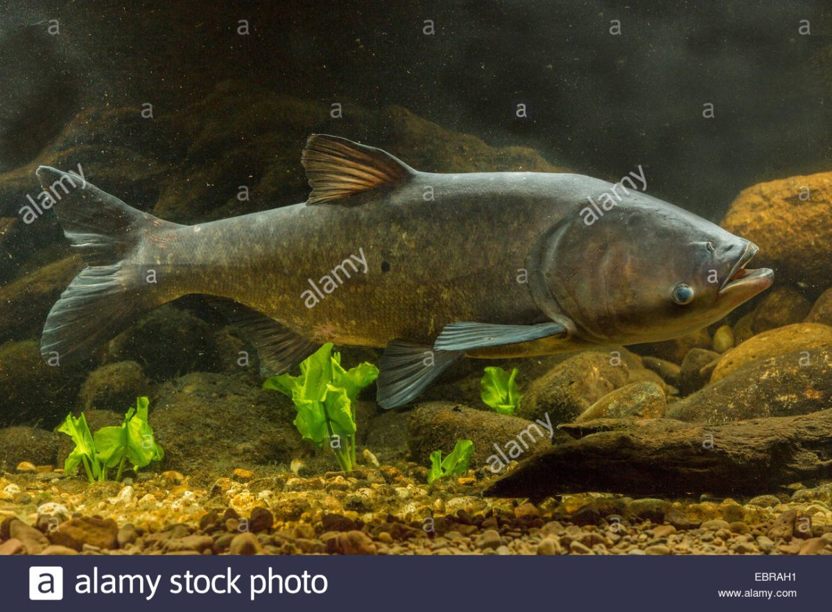 Мраморный толстолобик