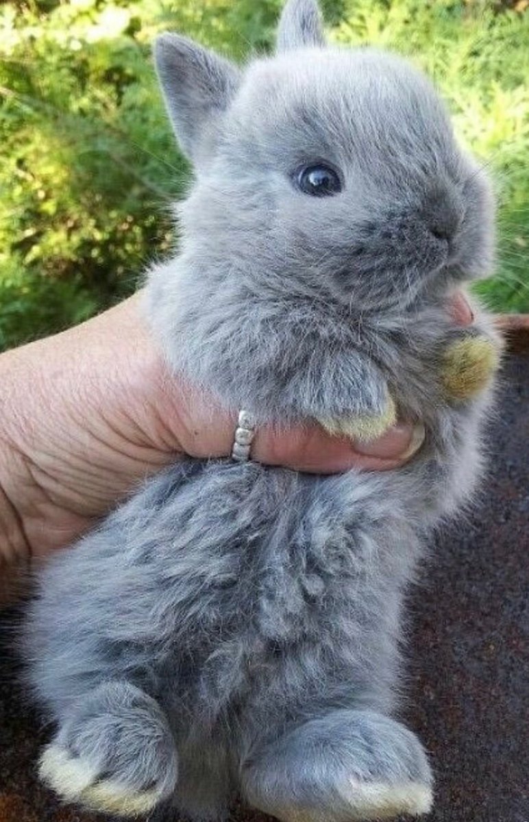 Кролик карликовый львиная голова