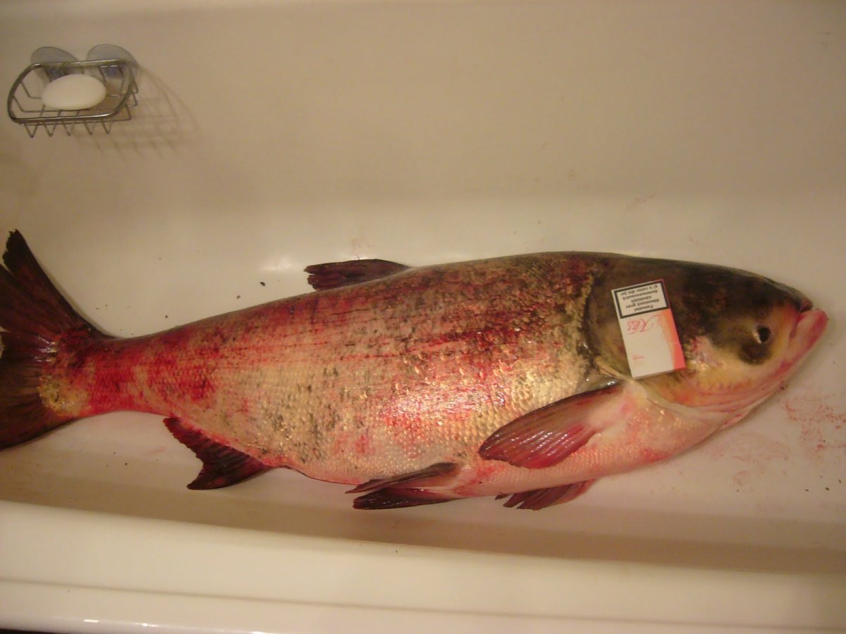 Толстолобик рыба