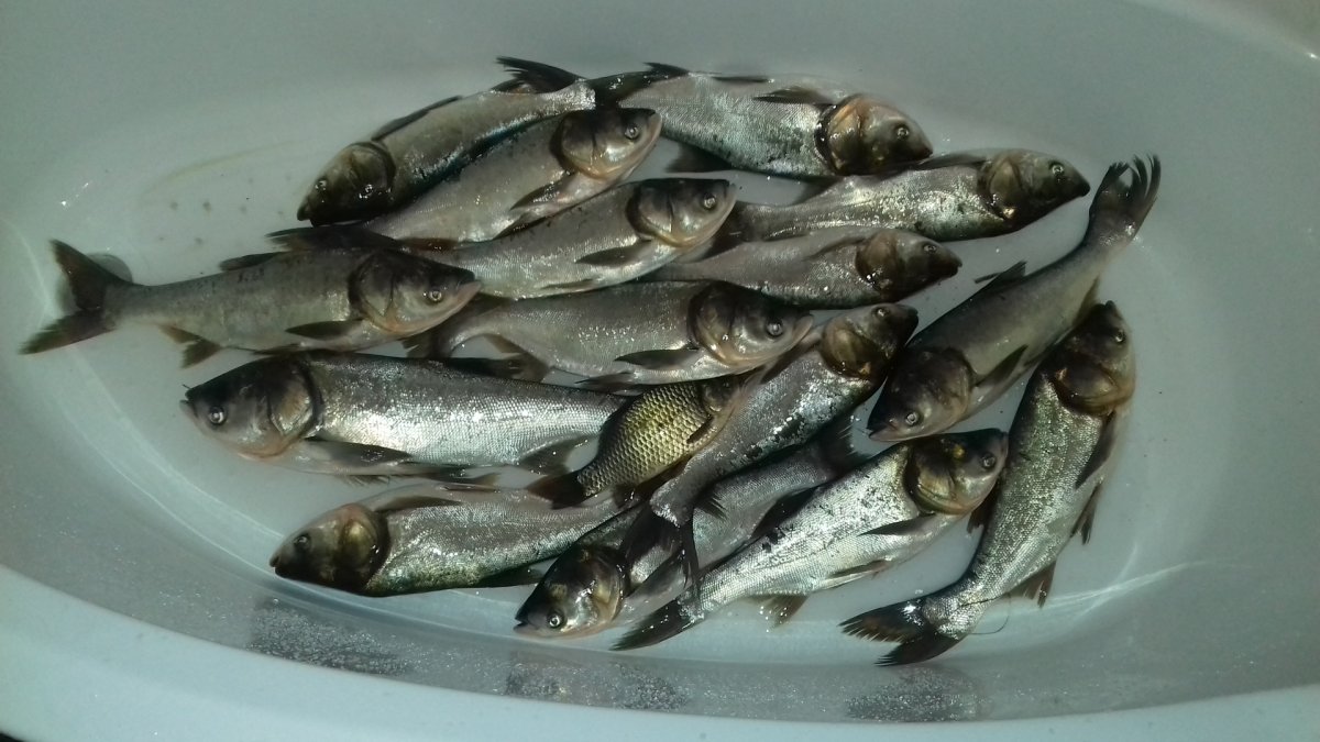 Карп и толстолобик