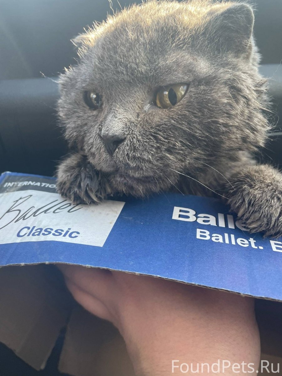 Художник Antonio Guzmán Capel