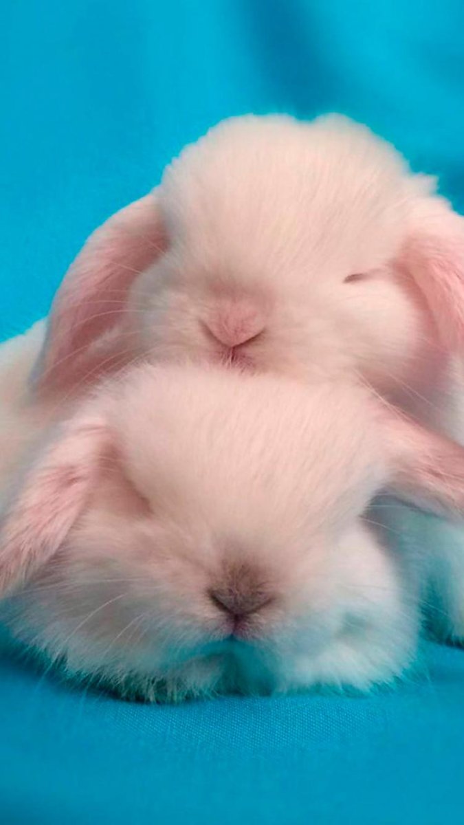 Карликовый кролик