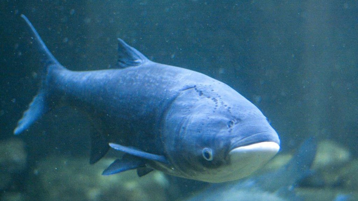 Рыба в Иртыше Омск