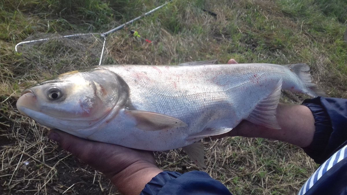 Толстолобик вяленый пласт