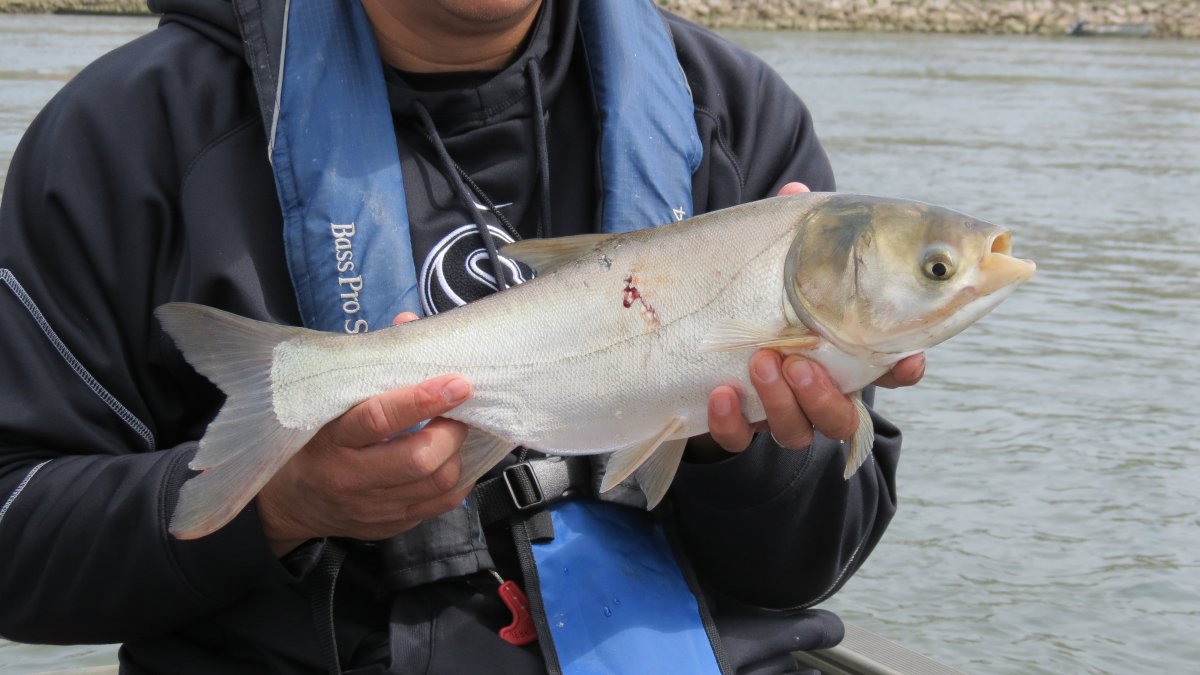 Белый Амур (Ctenopharyngodon Idella)