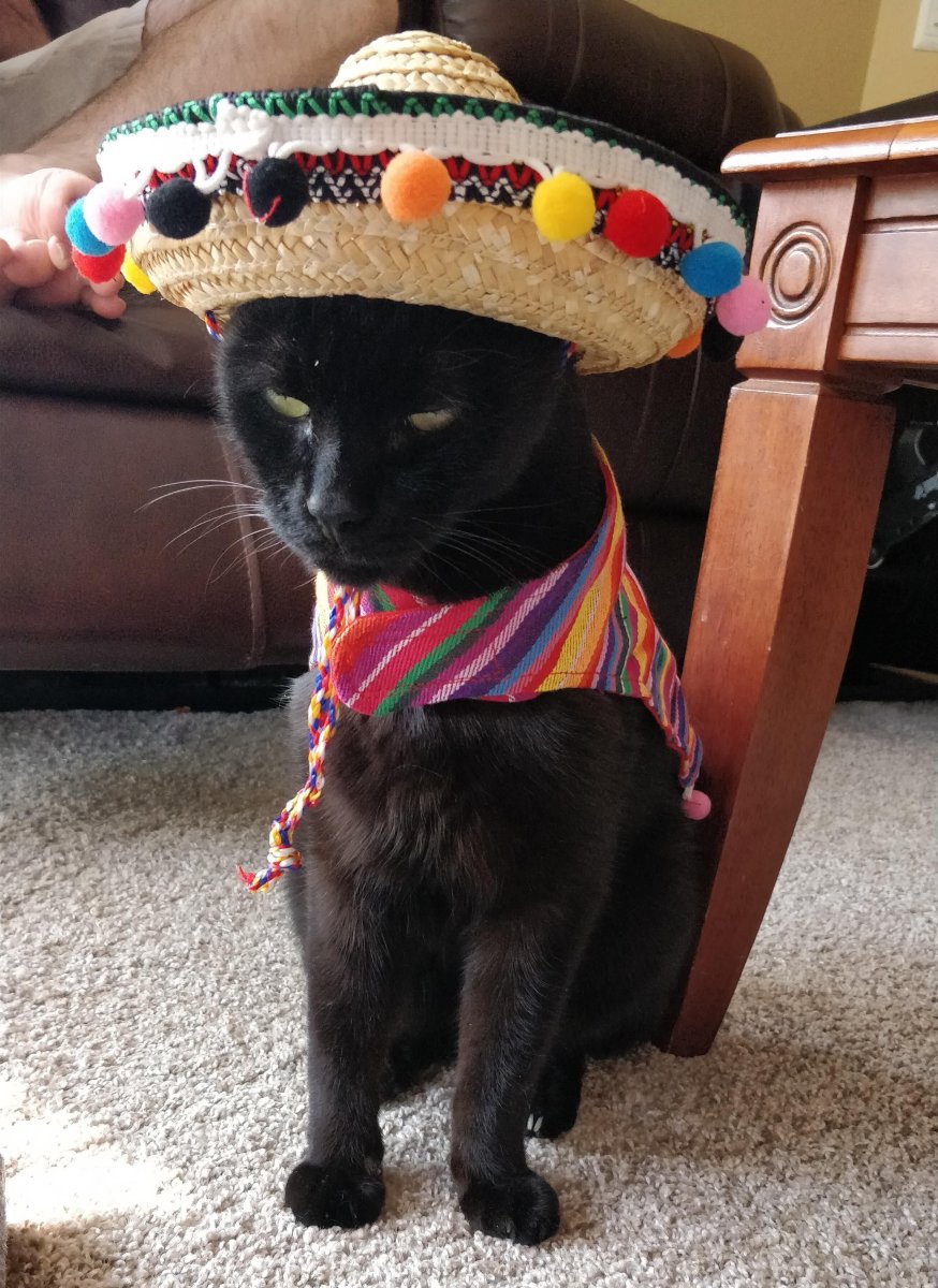 Кот в Сомбреро Испания