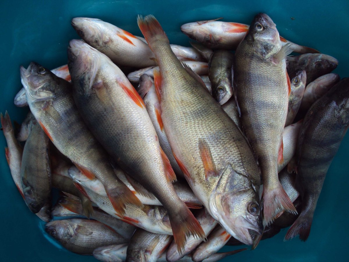 Белорыбица без чешуи