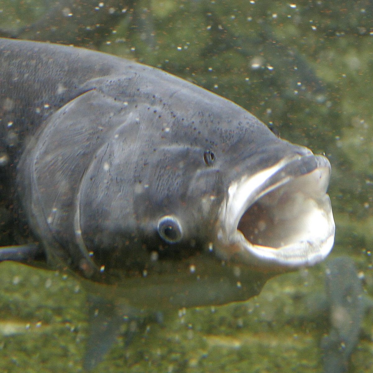 Толстолобик охлажденный с лыдом