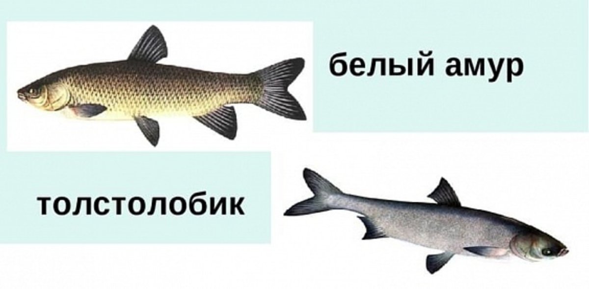 Карповые рыбы