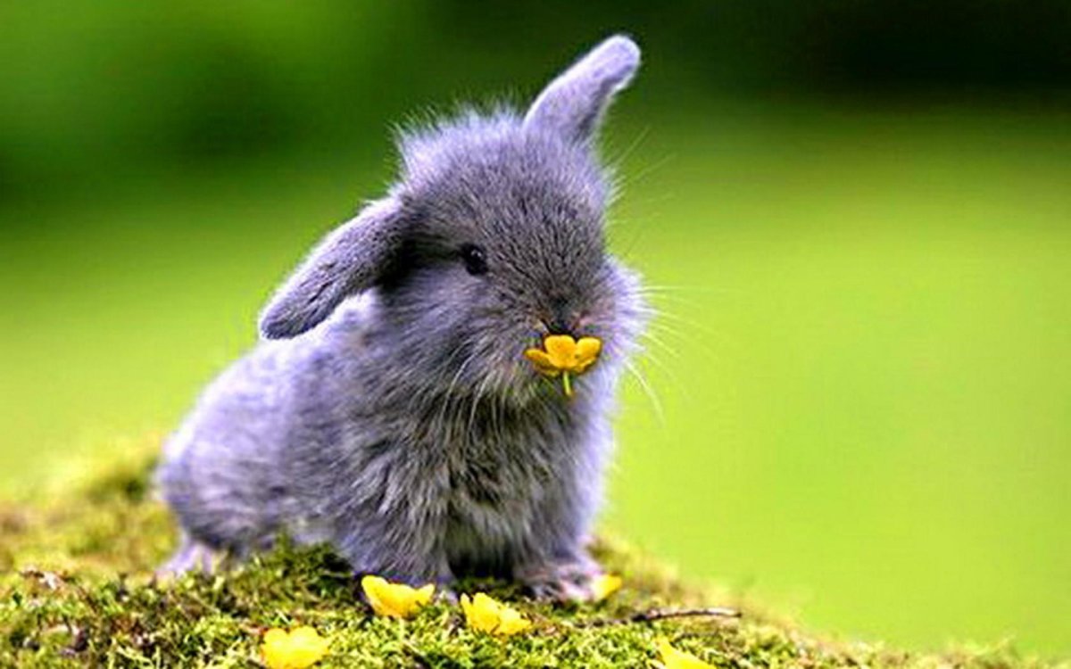 Маленькие кролики