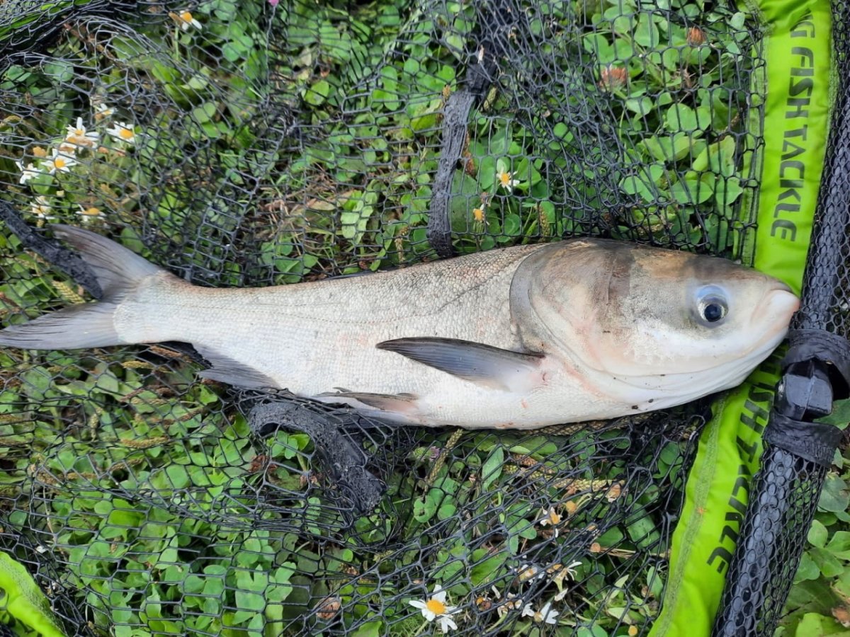 Толстолобик холодного копчения