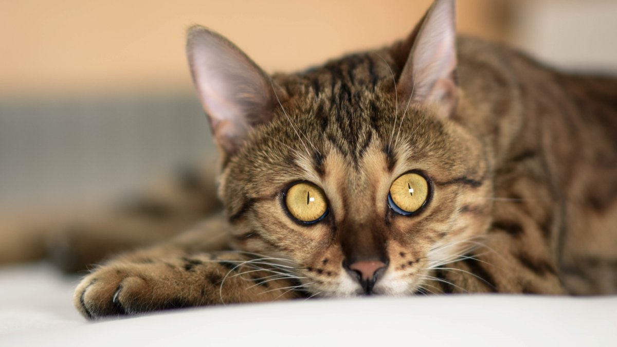 Испанская Дикая кошка